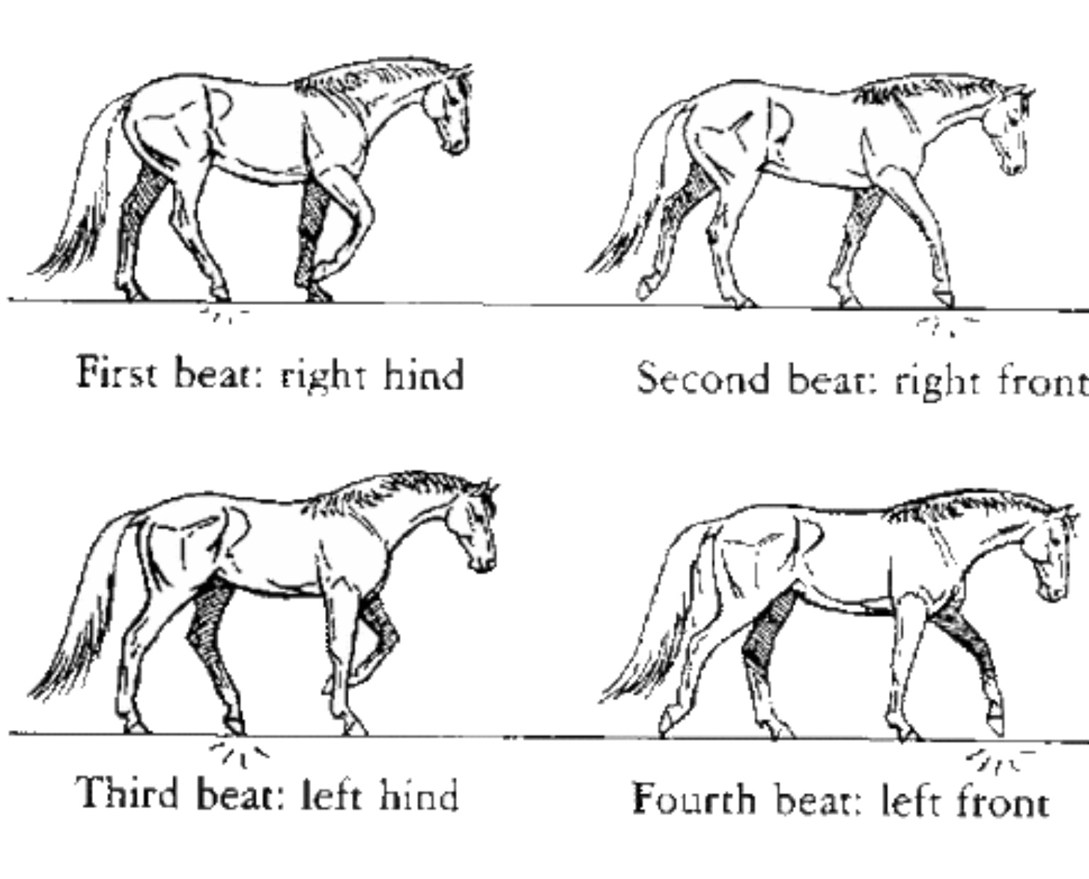 [DIAGRAM] Gallop Horse Gaits Diagram - MYDIAGRAM.ONLINE